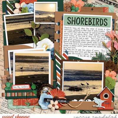 shorebirds