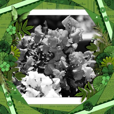 Snapdragons