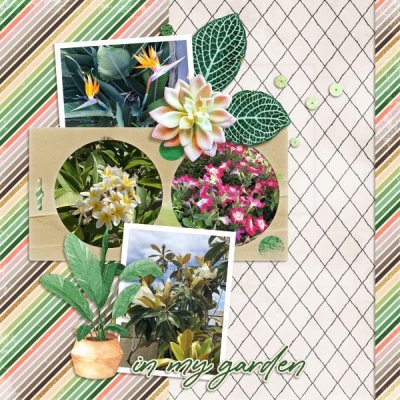 In my garden