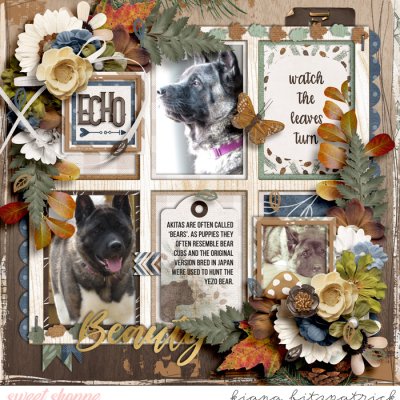 Beautiful Bear