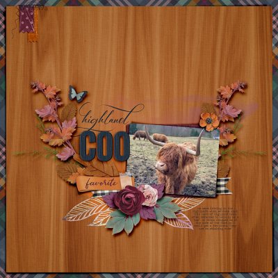 ~Highland Coo~