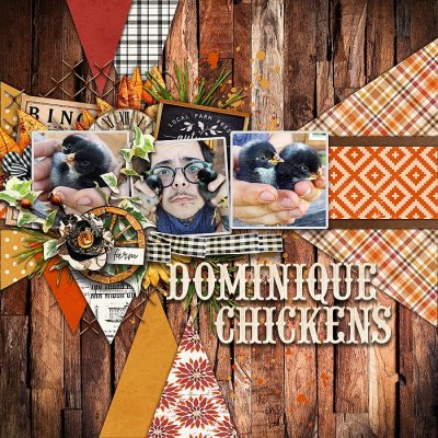 Dominique Chickens