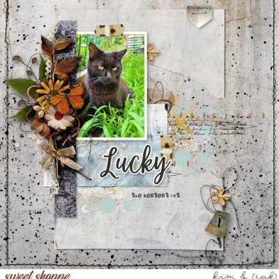 Lucky - Bestest Cat