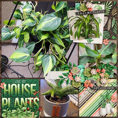 I Love my Houseplants