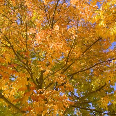 Fall Days