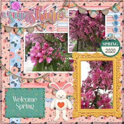 Cherry Trees