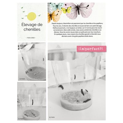 Elevage de chenilles