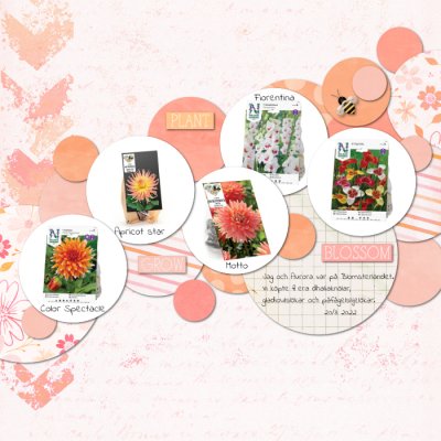 Blooms to plant