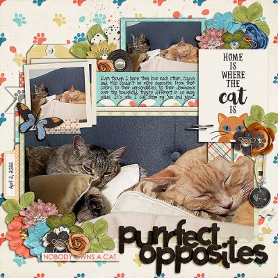 Purrfect Opposites