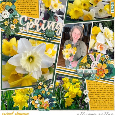 Spring Daffodils