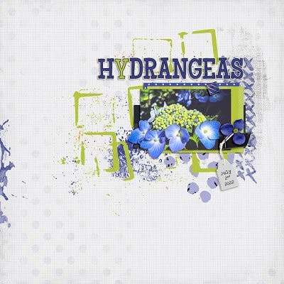 Hydrangeas