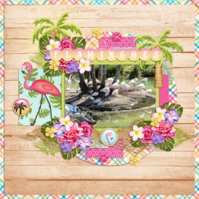 Flamingoes