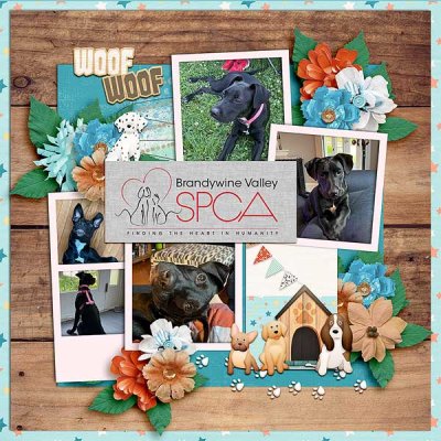bvaspca
