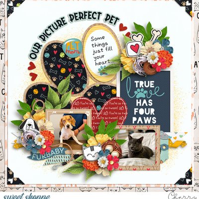 Our Picture Perfect Pet