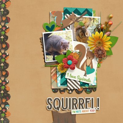 nuts about squirrels