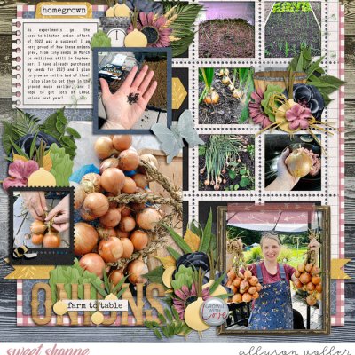 Onions Farm to Table