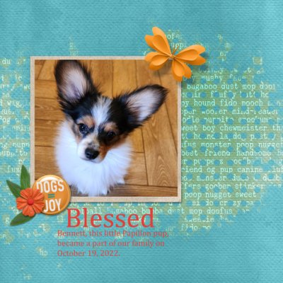 Blessed - 12B