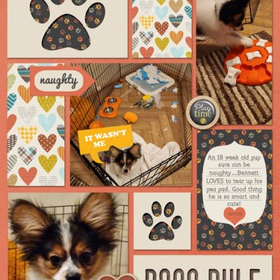 Dogs Rule