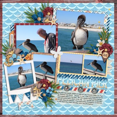 Pelicans