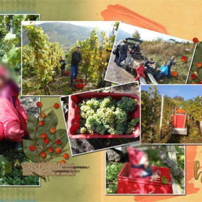 vineyard