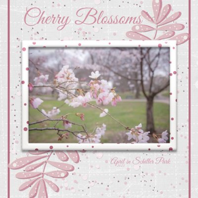 Cherry Blossoms