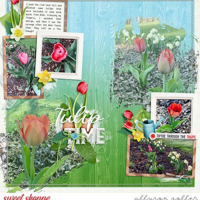 Tulip Time