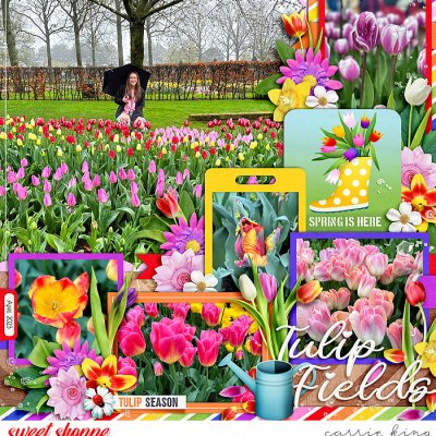 Tulip Fields