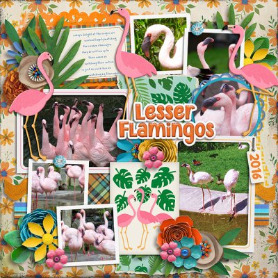 tracey-lesser--flamingos