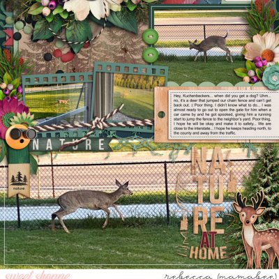 Deer in backyard