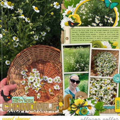 Chamomile