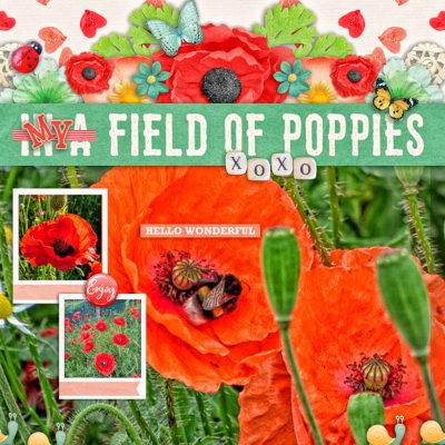 My field of poppies