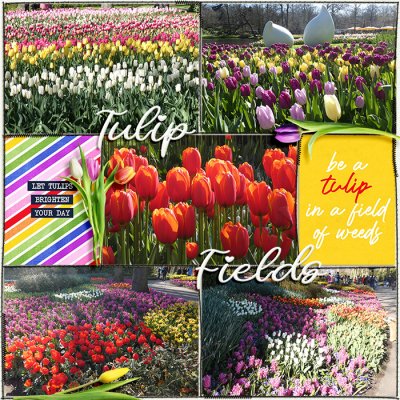 Tulip Fields