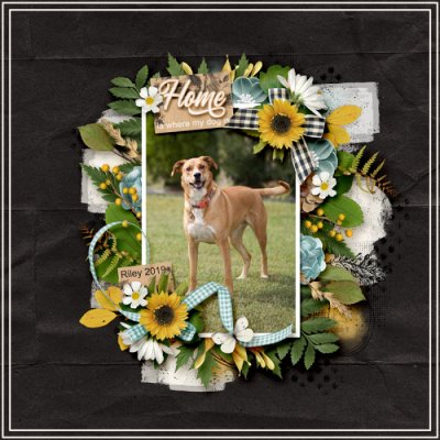 HomeIsWhereMyDogIs2019web