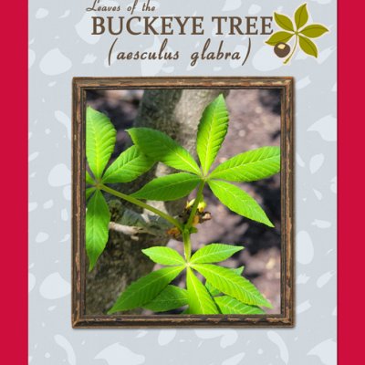 Leaves of the Buckeye Tree