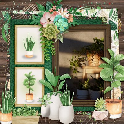 Sun Drenched Plants