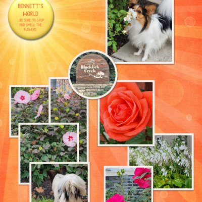 Bennett's World - be sure to stop and smell the flowers