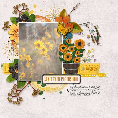 Sunflower Photo Shoot