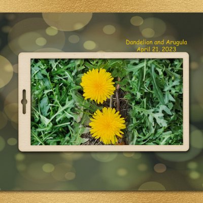 Dandelion and Arugula