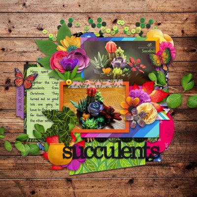 Succulents