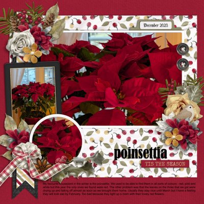 Poinsettia season