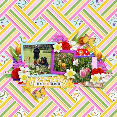 Spring (Tulip Season)