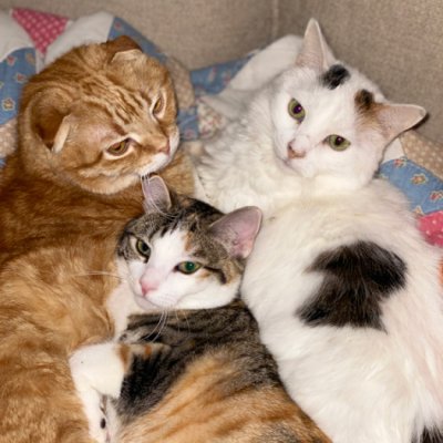 Furbabies