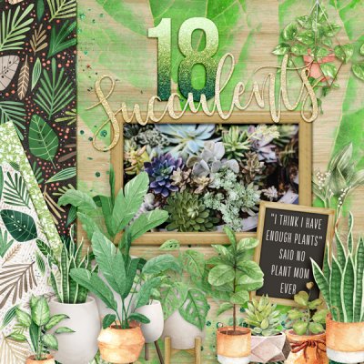 PGAD 2-12 - 18 Something (18 Succulents)
