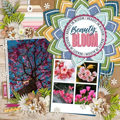 Beauty in Bloom