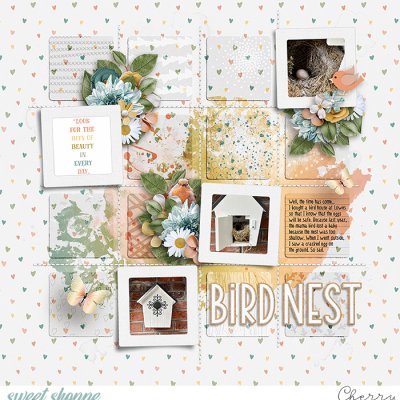 Bird Nest