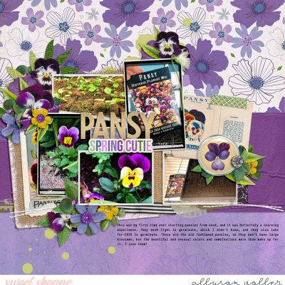 Pansy Spring Cutie
