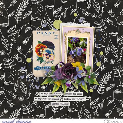 Pansy