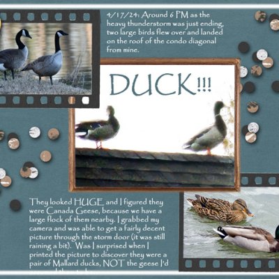 DUCK!!!