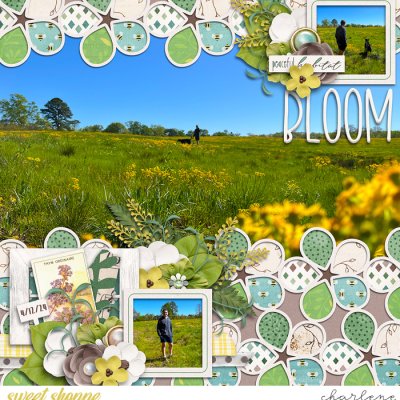 Bloom