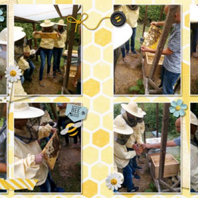 Bees